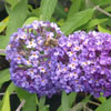 Buddleja davidii 'Nanho Blue'